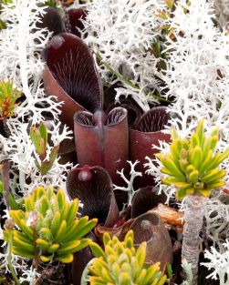 Heliamphora pulcella