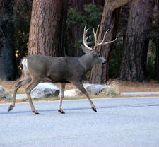 Mule deer in Yosemite Valley