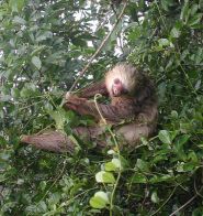 Hoffmann's Sloth