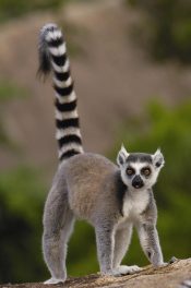 Lemur catta