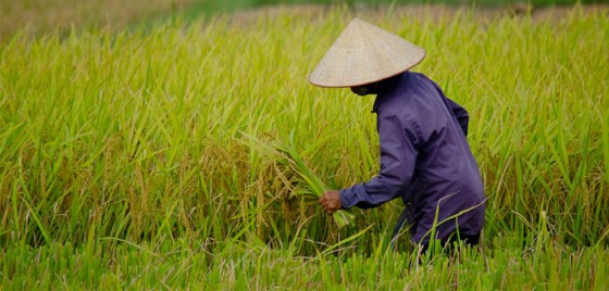 Women of Rice Farm, China