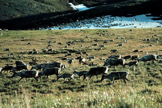 Caribou at Arctic National Wildlife Refuge