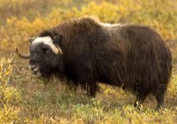 Muskox at Arctic National Wildlife Refuge