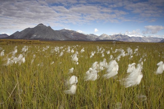 Arctic National Wildlife Refuge, Alaska
