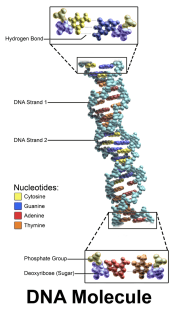 DNA Molecule