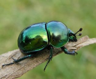 Trypocopris vernalis