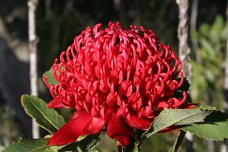 waratah (Telopea speciossima)