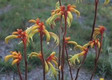 Anigozanthos preissii