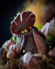 cephalotus follicularis
