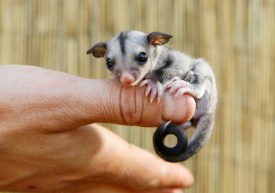 Sugar Glider