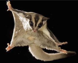 Sugar Glider