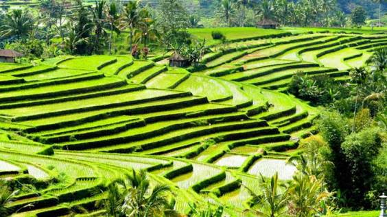 Rice Fields in Bali