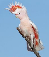Australian Pink Cocktatoo