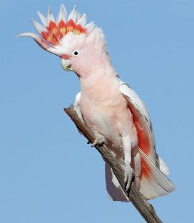 Australian Pink Cocktatoo