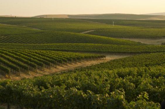 Washington államnak 13 hivatalosan elismert borvidéke van, a legtöbb a Columbia folyó és a Yakima-völgy mentén. Több mint 850 borászat található az államban, a legnépszerűbb szőlőfajták pedig a rizling, a chardonnay és a cabernet sauvignon. wine country