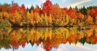 Canadien maple forest in autumn
