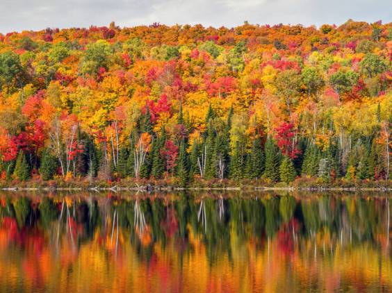 Canadien maple forest in autumn