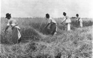 Harvest with hand mower