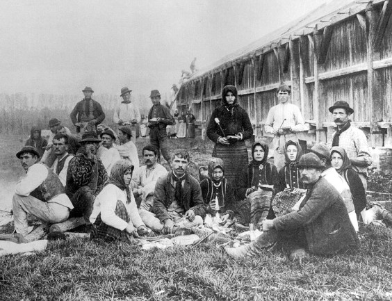 Bacon field workers, 1901