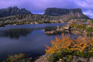 Pine valley in Central plateau (Tasmania)