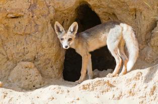 Red fox in the Negev desert