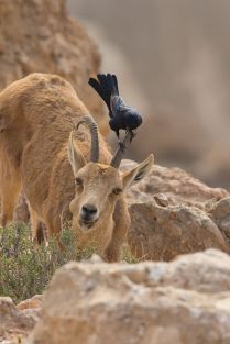 Nubian ibex in the Negev desert, Israel