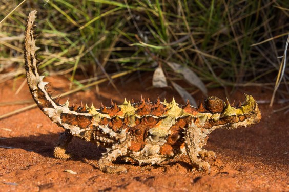 Thorny Devil