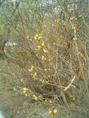 Budding (photo: Katalin Bánkeszi)