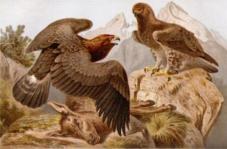Alfred Brehm llustration