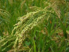 Millet (&nbsp;Panicum miliaceum L.)