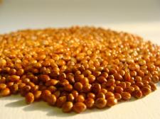 Millet (&nbsp;Panicum miliaceum L.)