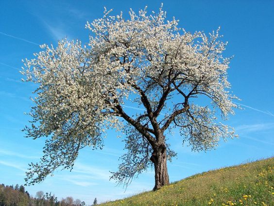 Virágzó cseresznyefa Blossoming cherry tree