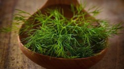 Anethum graveolens L