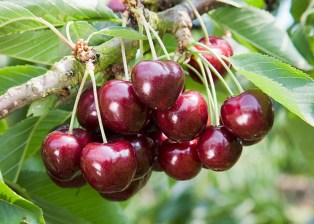 Germersdorf 45 cherries