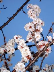 Apricot blossom detail