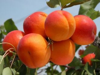 "Cegléd purple" apricots