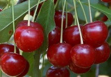 sour cherry