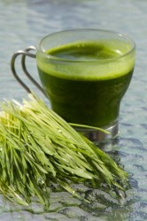 Wheatgrass