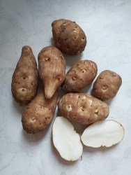 Helianthus tuberosus