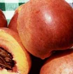 Nectarine