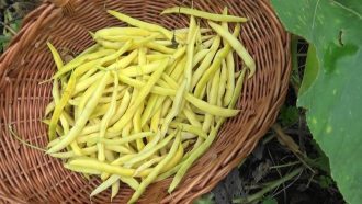 haseolus vulgaris L.