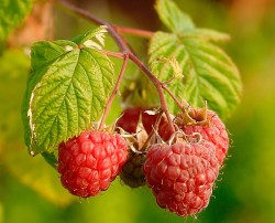 Rasberries (Rubus idaeus)
