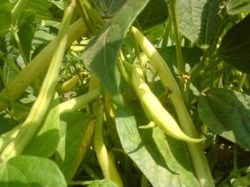 (Phaseolus vulgaris L.)  A bab őshazája Mexikó és Közép-Amerika. Mexikóból Afrikába került. Egyiptomban és más afrikai országban szintén régóta termesztik. Hazánkba a török hódoltság idején, 1560 körül került. Az egyes földrészek közül Európa területén található a legtöbb bab.  Jelentősége  Európában a legnagyobb termesztő ország Olaszország, továbbá Spanyolország és Magyarország. Nyáron frissen szedve, télen lefagyasztva, kiolvasztva fogyasztjuk. Magas fehérje- és vitamintartalma miatt a téli időszakban rendszeres étrendbe illesztése javasolt. Sárga és zöld hüvelyű fajtái közül nálunk a sárga hüvelyű a kedveltebb.  Táplálóértéke  A zöldbab biológiai értéke kisebb, mint a borsóé. A fehérje- és szénhidráttartalma fele csak a zöldborsóénak. Foszfor-, kalcium-, magnéziumtartalma is kisebb. Kevesebb cukrot és keményítőt tartalmaz. A vitaminok közül A-, B1-, B2-, valamint C-vitamin található benne.   Gyógyhatása   Nem gyógynövény. A legtöbb bab gátolja vagy csökkenti a táplálékban lévő koleszterin felszívódását, az emberi testben képződő inzulin felhasználásának szabályozásával enyhíti a cukorbetegek panaszait, és egyes anyagai védelmet nyújtanak a bélbe kerülő karcinogén anyagokkal szemben. A fehér hüvelyű babok terméshéjai gyakori alkotórészei a cukorbetegek és a magas vérnyomásban szenvedők kiegészítő kezelésére ajánlott teakeverékeinek. A zöldbab leve elősegíti a protein emésztését és felszívódását. Serkenti a máj működését. A méregtől segíti megszabadítani a szervezetet. Ilyen méreg lehet az alkohol, a kábítószer is.  Gyógyhatású készítményei  A zöldbabot igyekezzünk minél kevesebb vízben főzni, és ne daraboljuk fel, mert kilúgozódik belőle a vitamin és az ásványi anyag. Keverékként a párolt zöldségeknek kitűnő része lehet. Ha turmixolás után levét kúraszerűen fogyasztjuk, adagját napi másfél deciliterrel kezdjük, de mennyisége később se haladja meg a kettő és fél decilitert. Keverhetjük más zöldségek levével is, kellemes italát máskor is szívesen fogjuk inni.  Forrás: Dr. Nagy Jenő - Növények az egészségért (106—107. oldal) Pannon-Literatúra Kft., 2021.  ISBN 978 963 459 348 5