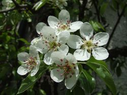 Pear blossoms
