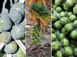 Brussels sprouts