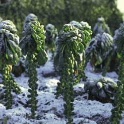 Brussels sprouts are also fresh vegetables in winter