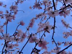 Blooming almond tree