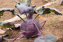 Purple turnip