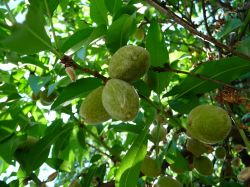 Almond Tree Leaves and Fruit