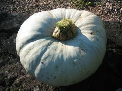 "Big drum blue" pumpkin